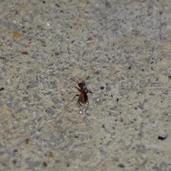 Acanthinus argentinus