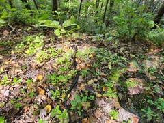 Pantherophis alleghaniensis