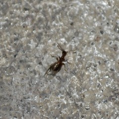 Acanthinus argentinus