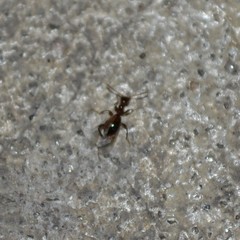 Acanthinus argentinus