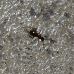 Acanthinus argentinus