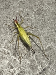 Oecanthus pini