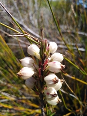 Erica grisbrookii