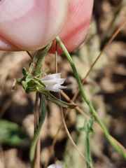 Convolvulus sagittatus