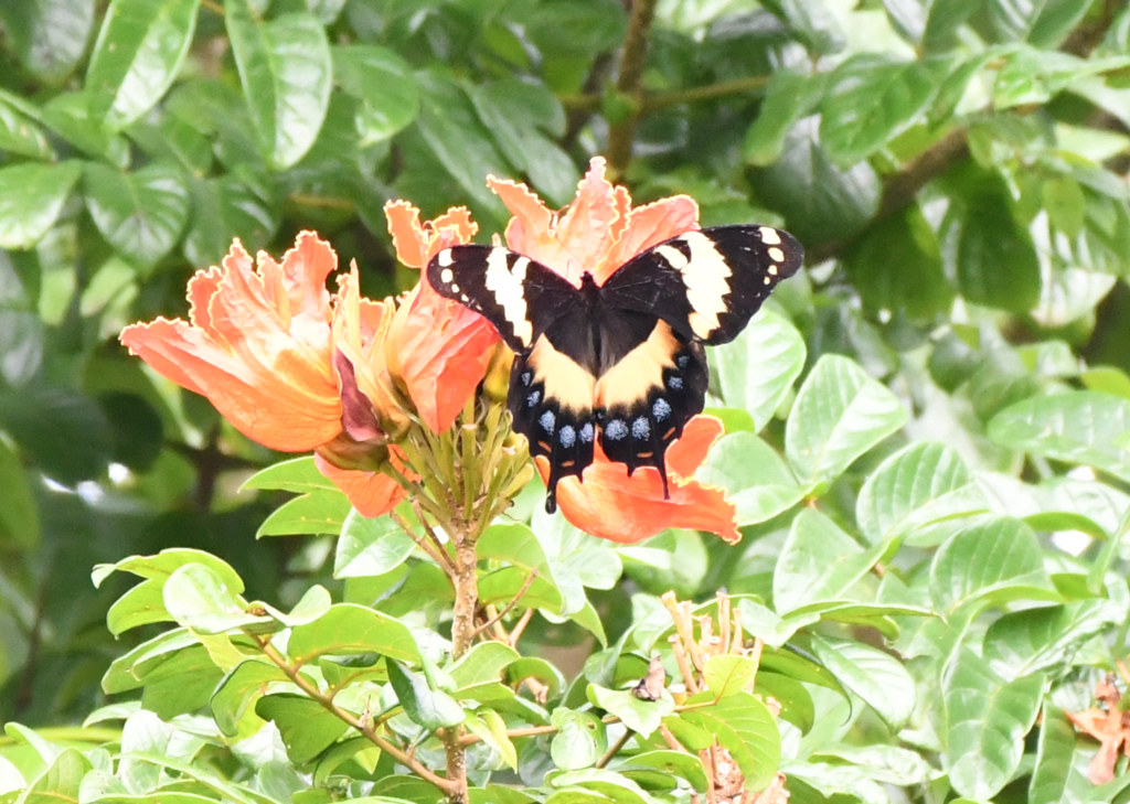 Jamaican Giant Swallowtail