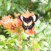 Jamaican Giant Swallowtail - Photo (c) Martin Partridge, some rights reserved (CC BY-NC), uploaded by Martin Partridge