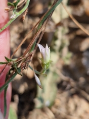Convolvulus sagittatus