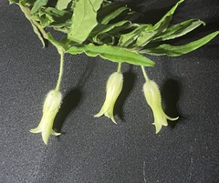 Billardiera scandens