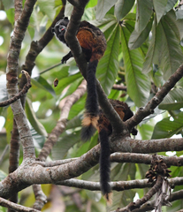 Saguinus weddelli weddelli