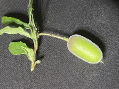 Billardiera scandens