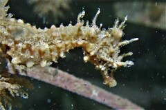 Hippocampus breviceps