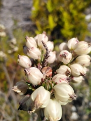 Erica grisbrookii