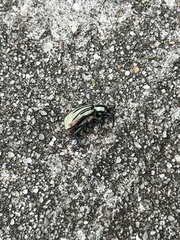 Diaprepes abbreviatus