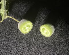 Billardiera scandens