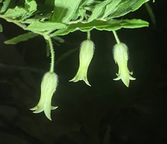 Billardiera scandens