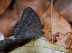 Pseudodebis valentina