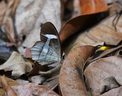 Pierella hortona