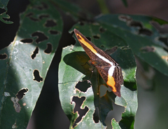 Adelpha jordani