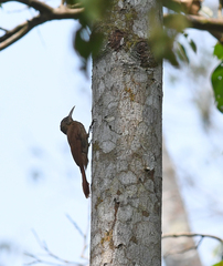 Lepidocolaptes fatimalimae