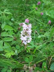 Dactylorhiza maculata
