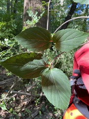 Viburnum setigerum