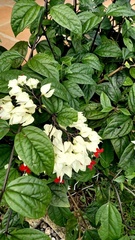 Clerodendrum