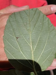 Viburnum setigerum