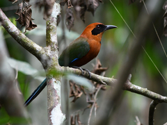 Baryphthengus martii