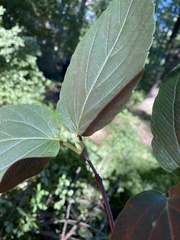 Viburnum setigerum