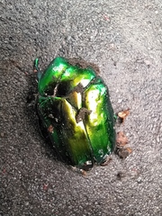 Protaetia speciosissima