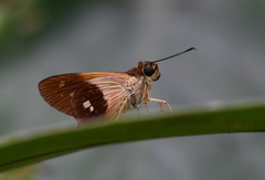 Calpodes longirostris