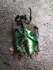 Protaetia speciosissima