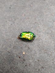 Protaetia speciosissima