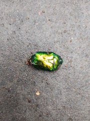 Protaetia speciosissima