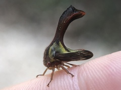 Umbonia crassicornis