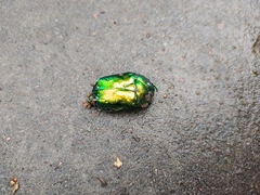 Protaetia speciosissima