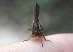 Umbonia crassicornis