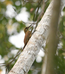 Dendrocolaptes certhia