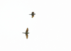 Psittacara leucophthalmus