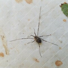 Oligolophinae
