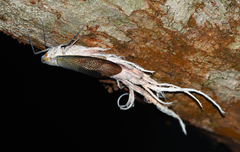 Pterodictya reticularis