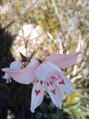 Gladiolus debilis