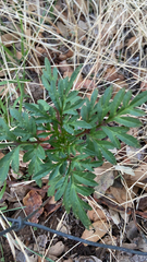 Cosmos sulphureus