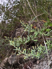 Brickellia cylindracea