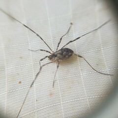 Oligolophinae