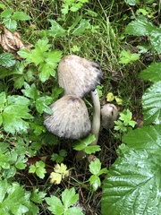 Coprinopsis atramentaria