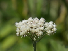 Antennaria anaphaloides