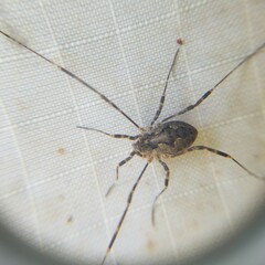 Oligolophinae