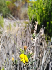 Rhynchosia leucoscias