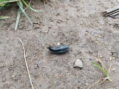 Silpha carinata